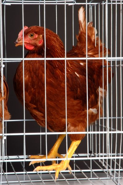 Belgo Ave Galvanizado é um produto da Belgo Arames para avicultura