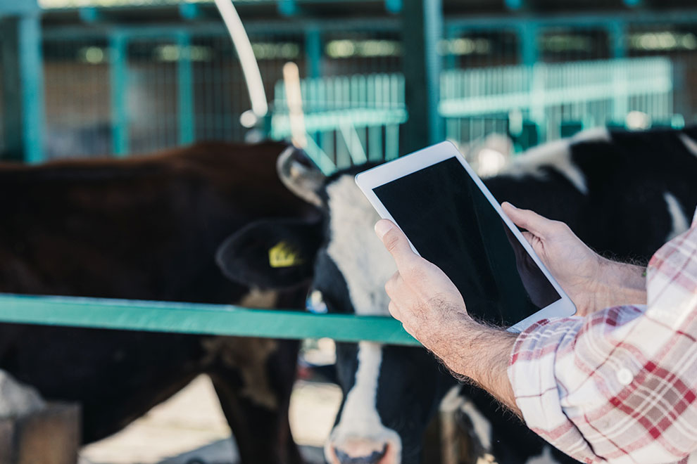 Homem usando tablet em uma fazenda com vacas